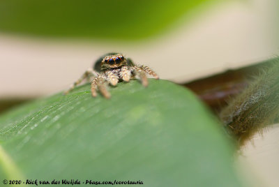 (Jumping Spider)Marpissa muscosa