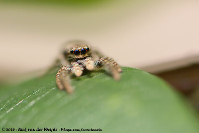 (Jumping Spider)Marpissa muscosa