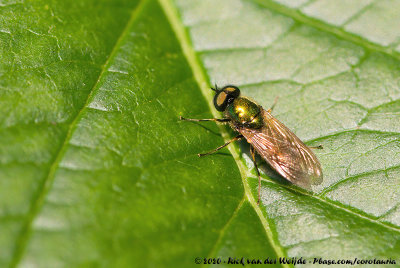 Broad CenturianChloromyia formosa