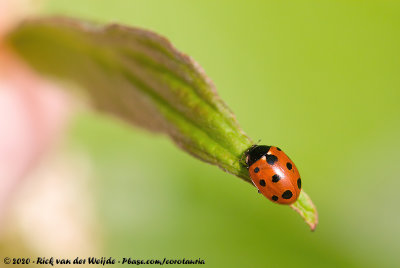 Eleven-Spot Ladybird  (Elfstippelig Lieveheersbeestje)