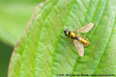 Broad CenturianChloromyia formosa