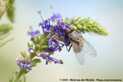 Face FlyMusca autumnalis