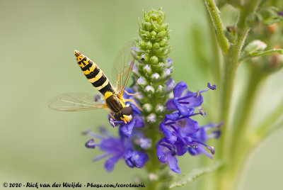Long Hoverfly  (Grote Langlijf)