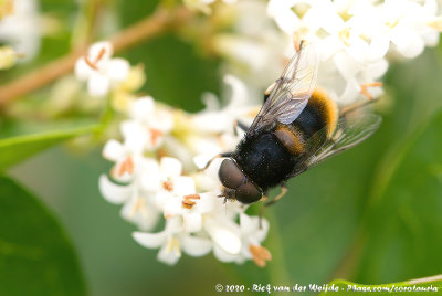 Eristalis intricaria  (Hommelbijvlieg)