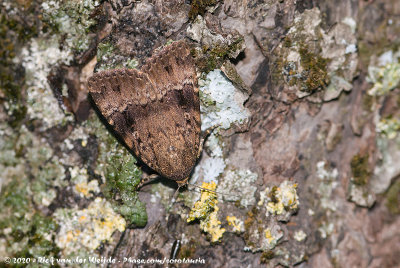 Copper Underwing<br><i>Amphipyra pyramidae pyramidae</i>