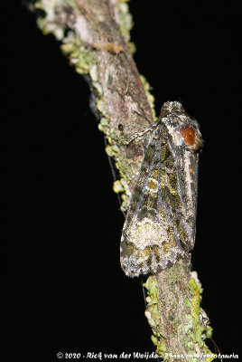 CoronetCraniophora ligustri