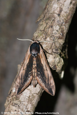 Privet Hawk MothSphinx ligustri