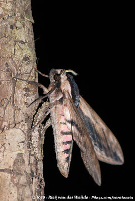 Privet Hawk MothSphinx ligustri