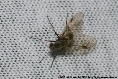 (Snipe Fly)Chrysopilus cristatus