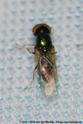 Green Gem<br><i>Microchrysa flavicornis</i>
