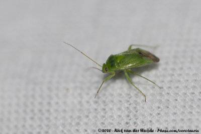 Small Green Plant Bug<br><i>Apolygus lucorum</i>