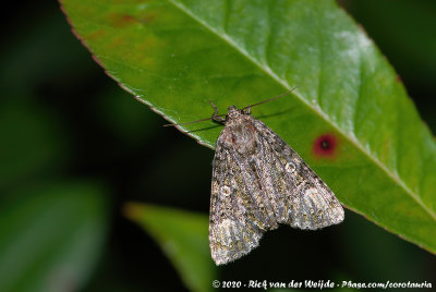 CoronetCraniophora ligustri