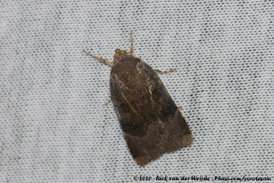 Lesser Broad-Bordered Yellow Underwing / Langmaids Yellow Underwing<br><i>Noctua janthe / Noctua janthina</i>