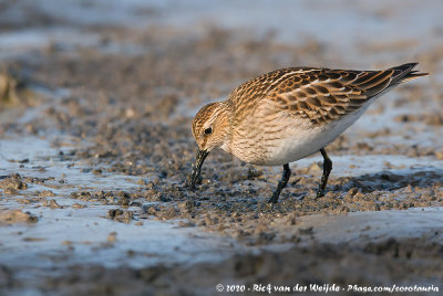 Pectoral SandpiperCalidris melanotos