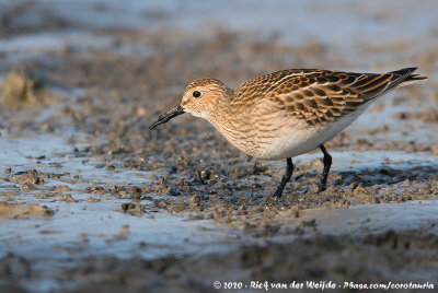 Pectoral SandpiperCalidris melanotos