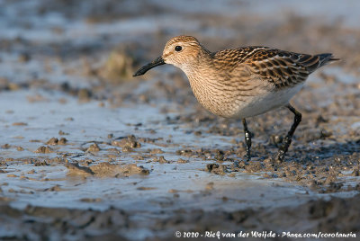 Pectoral SandpiperCalidris melanotos