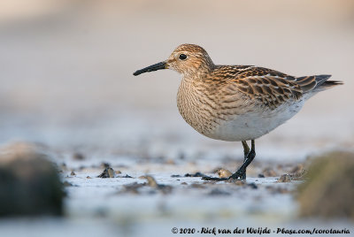 Pectoral SandpiperCalidris melanotos