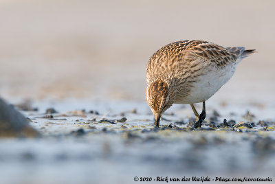 Pectoral SandpiperCalidris melanotos