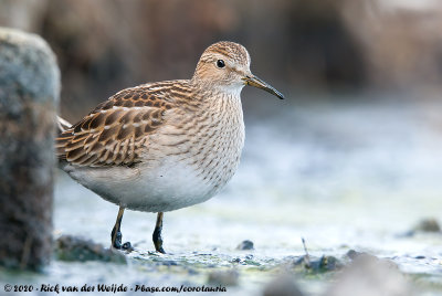 Pectoral SandpiperCalidris melanotos