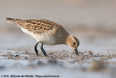 Pectoral SandpiperCalidris melanotos