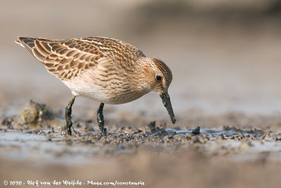 Pectoral SandpiperCalidris melanotos