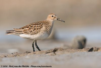 Pectoral SandpiperCalidris melanotos