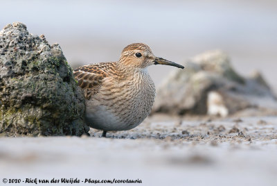 Pectoral SandpiperCalidris melanotos