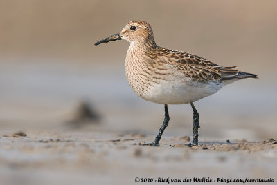 Pectoral SandpiperCalidris melanotos