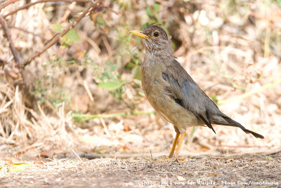 Austral ThrushTurdus falcklandii magellanicus