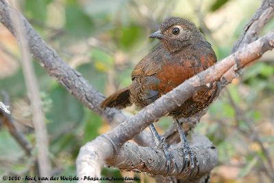 Chestnut-Throated Huet-HuetPteroptochos castaneus