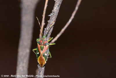 Planois gayi