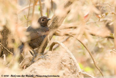 Chestnut-Throated Huet-HuetPteroptochos castaneus