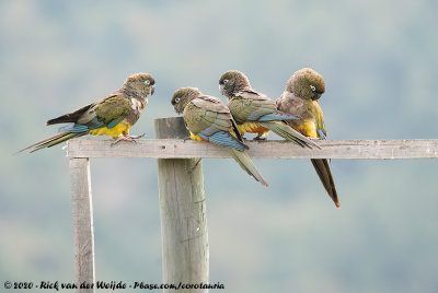 Burrowing ParrotCyanoliseus patagonus bloxami