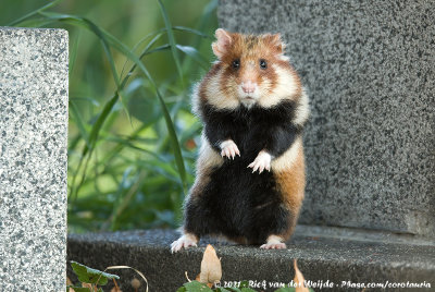 Common HamsterCricetus cricetus