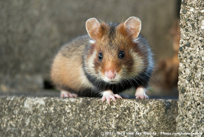 Common HamsterCricetus cricetus