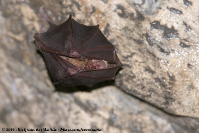 Greater Japanese Horseshoe Bat  (Japanse Grote Hoefijzerneus)