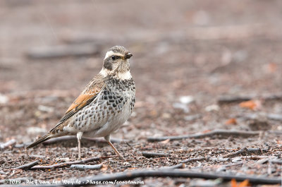 Dusky ThrushTurdus eunomus