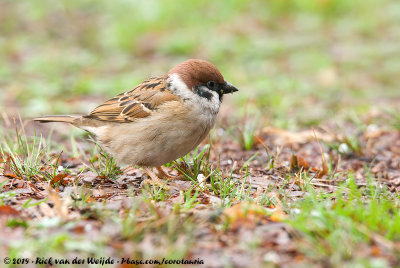 Eurasian Tree SparrowPasser montanus saturatus