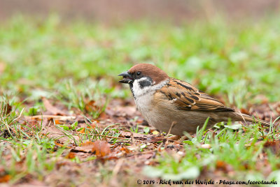 Eurasian Tree SparrowPasser montanus saturatus