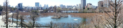Shinobazu Pond with Great Cormorant Colony