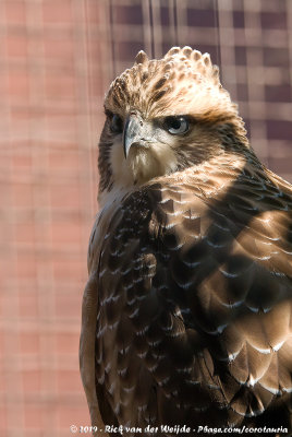 Mountain Hawk-Eagle  (Aziatische Kuifarend)