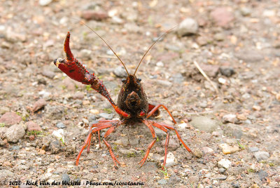 Red Swamp CrayfishProcambarus clarkii