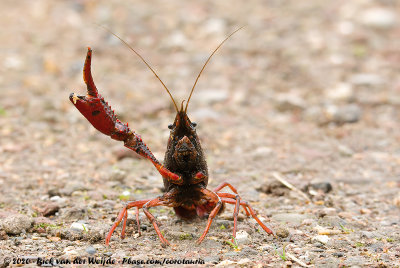 Red Swamp Crayfish  (Rode Amerikaanse Rivierkreeft)