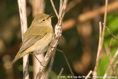 Common Chiffchaff<br><i>Phylloscopus collybita ssp.</i>