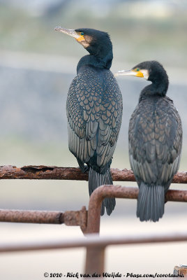 Great CormorantPhalacrocorax carbo carbo