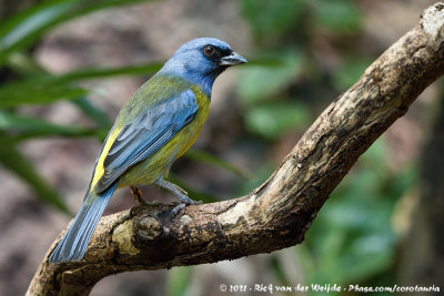 Blue-And-Yellow Tanager  (Blauwgele Tangare)