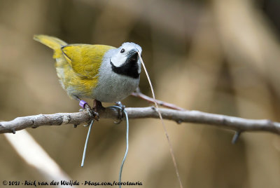 Grey-Headed OlivebackDelacourella capistrata