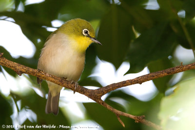 Warbling White-EyeZosterops japonicus (japonicus?)