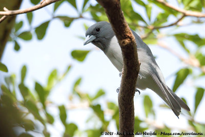 White-Breasted Woodswallow  (Witborstspitsvogel)