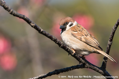 Eurasian Tree SparrowPasser montanus saturatus
